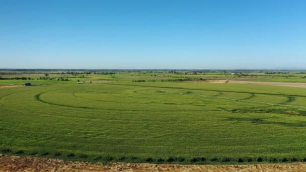 Letecký Pohled Pole Zelené Rýže Regionu Maule Chile — Stock video
