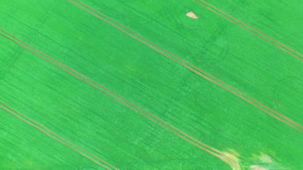 Krajobraz Rolniczy Pola Rzepaku Południowym Chile Aeriall Video — Wideo stockowe