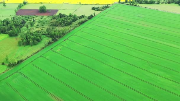 Paysage Agricole Champ Colza Fleurs Dans Sud Chili Aeriall Vidéo — Video