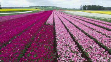 Osorno yakınlarındaki Şili 'de çiçek açan lale tarlalarının hava görüntüsü..