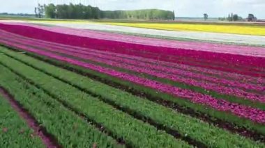 Osorno yakınlarındaki Şili 'de çiçek açan lale tarlalarının hava görüntüsü..