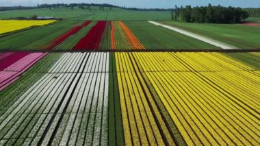 Osorno yakınlarındaki Şili 'de çiçek açan lale tarlalarının hava görüntüsü..