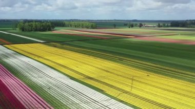 Osorno yakınlarındaki Şili 'de çiçek açan lale tarlalarının hava görüntüsü..