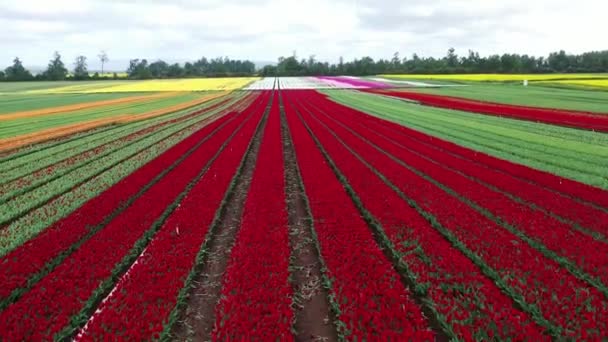 Wideo Drona Lotu Ptaka Kwitnących Pól Tulipanowych Chile Niedaleko Osorno — Wideo stockowe