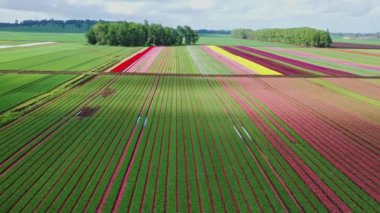 Osorno yakınlarındaki Şili 'de çiçek açan lale tarlalarının hava görüntüsü..