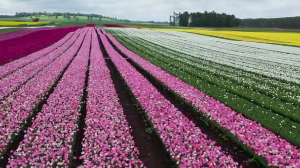 Відео Безпілотника Квітучих Полів Тюльпанів Чилі Поблизу Осорно — стокове відео