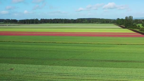 Veduta Aerea Video Drone Campi Tulipani Fiore Nel Cile Vicino — Video Stock