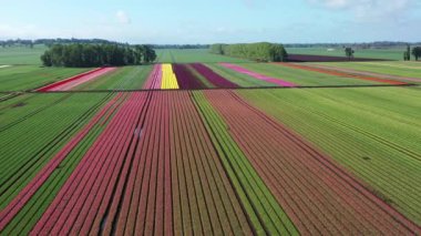 Osorno yakınlarındaki Şili 'de çiçek açan lale tarlalarının hava görüntüsü..