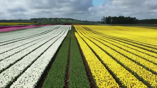 Vidéo Drone Vue Aérienne Champs Tulipes Fleurs Chili Près Osorno — Video