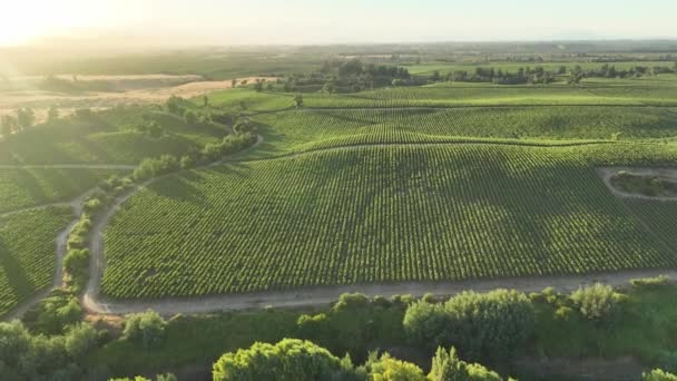 Winnice Powietrzu Drone Wideo Nad Winnicami Niesamowitym Chilijskim Krajobrazie Zachód — Wideo stockowe