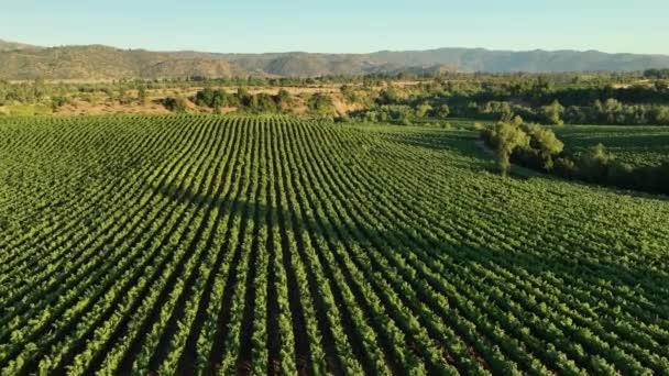 Vineyards Aerial Drone Video Vineyards Amazing Chilean Landscape Sunset — Stock Video