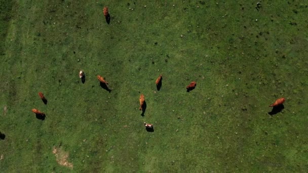 Top View Της Αγελάδας Τρώει Γρασίδι Στην Αργεντινή Αεροφωτογραφία — Αρχείο Βίντεο