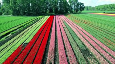 Osorno yakınlarındaki Şili 'de çiçek açan lale tarlalarının hava görüntüsü..