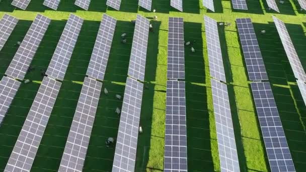 Вид Зверху Нову Сонячну Ферму Рядки Сучасних Фотоелектричних Сонячних Панелей — стокове відео