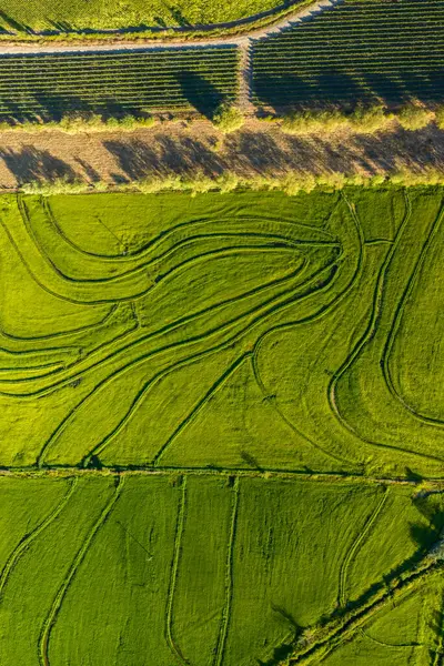 Luchtfoto Van Het Groene Rijstveld Drone Schot Van Boven Stockfoto