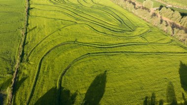 Yeşil pirinç tarlasının havadan görünüşü. Yukarıdan İHA atışı.