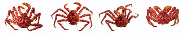 stock image Set of 4 king Alaskian crab isolated on a white background, top view.