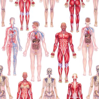 Kas, iskelet, iç organları, erkek ve kadın organları da dahil olmak üzere insan anatomisinin gerçekçi suluboya çizimi. Elle boyanmış, tekrar eden kusursuz desen.