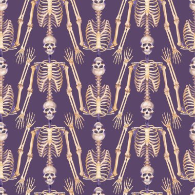 Beyaz arka planda suluboya insan iskeletlerinin kusursuz şekilde tekrarlanması, tıbbi ya da cadılar bayramı teması için idealdir. Elle boyanmış tasarım