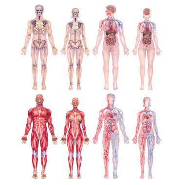 İskelet, kas, kardiyovasküler, iç organlar da dahil olmak üzere farklı erkek ve kadın vücut sistemlerini gösteren insan anatomisinin ayrıntılı resimlerinin suluboya koleksiyonu.