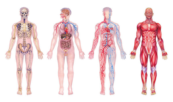 Watercolor collection of detailed illustrations of human anatomy showcasing different male body systems including skeletal, muscular, cardiovascular, internal organs.