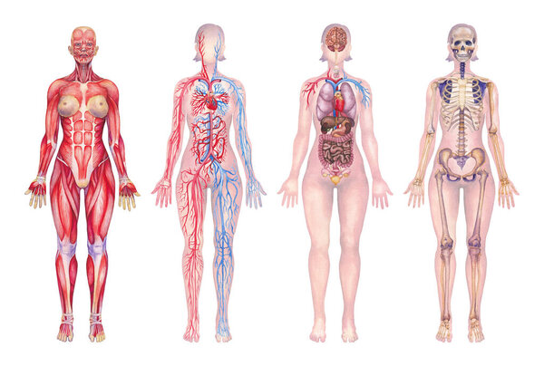 Watercolor collection of detailed illustrations of human anatomy showcasing different female body systems including skeletal, muscular, cardiovascular, internal organs.