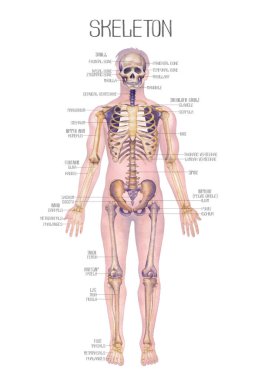 Erkek anatomisinin detaylı suluboya çizimi beyaz arka planda izole edilmiş iskelet yapısını gösteriyor. Elle boyanmış tıbbi tasarım.
