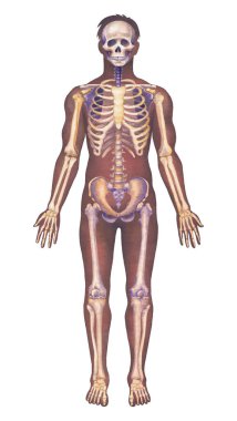 Erkek anatomisinin detaylı suluboya çizimi beyaz arka planda izole edilmiş iskelet yapısını gösteriyor. Elle boyanmış tıbbi tasarım.