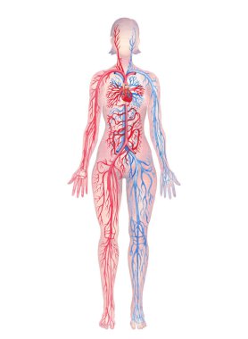 Kırmızı atardamarlı ve mavi damarlı kadın dolaşım sistemi kardiyovasküler fonksiyonları açıklıyor. El boyası tıbbi tasarım beyaz bir arkaplanda izole edilmiş.
