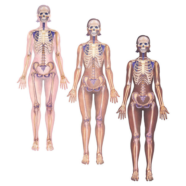 Detailed watercolor illustration of a female human anatomy, showcases skeletal structures with a bodies of a diverse skin tone types. Hand painted medical design isolated on a white background.