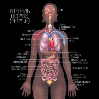 İç organları vurgulayan bir kadın anatomisi ve siyah arka planda izole edilmiş bir kardiyovasküler sistem..