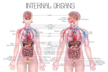 İç organları ve beyaz arka planda izole edilmiş kardiyovasküler sistemleri olan anatomik olarak resimlenmiş erkek ve kadın vücutları. Elle boyanmış suluboya tıbbi tasarım