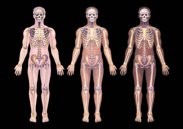 Detailed watercolor illustration of a male human anatomy, showcases skeletal structures with a bodies of a diverse skin tone types. Hand painted medical design isolated on a black background.