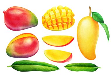 Suluboya mango meyveleri ve yaprakları. Beyaz arkaplanda elle boyanmış koleksiyon