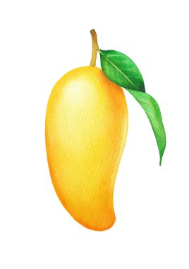 Yapraklı sarı suluboya mango meyvesi. El yapımı tasarım beyaz bir arkaplanda izole edilmiş.