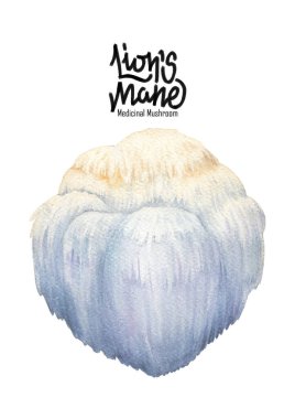 Gerçekçi suluboya Lions Mane mantarı. El yapımı tasarım beyaz bir arkaplanda izole edilmiş.