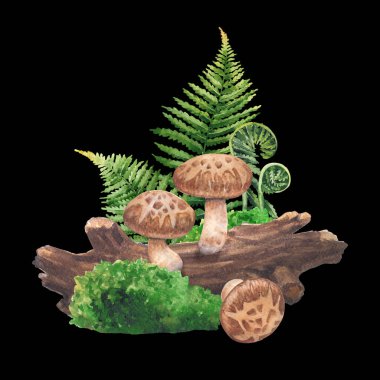 Ağaç, yosun ve eğreltiotu yapraklarıyla çevrili gerçekçi suluboya Shiitake mantarı. El yapımı tasarım beyaz bir arkaplanda izole edilmiş.