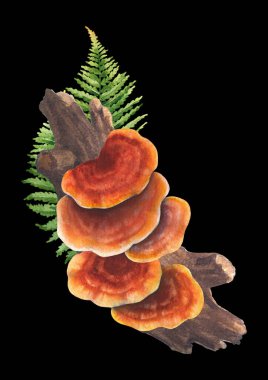 Gerçekçi suluboya Reishi mantarları bir kütükten yetişir ve eğreltiotu yapraklarıyla süslenir. El yapımı tasarım siyah bir arkaplanda izole edilmiş.