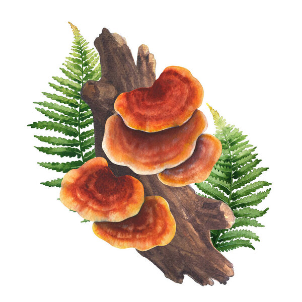 Realistic watercolor Reishi mushrooms grows from a log and decorated with fern leaves. Hand-painted design isolated on a black background