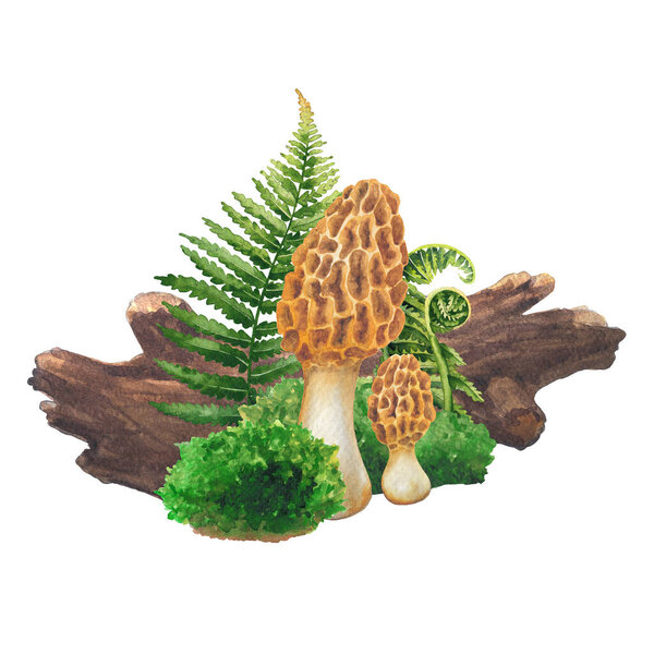 Realistic watercolor Yellow Morrel mushroom surrounded with a log, moss and fern leaves. Hand-painted design isolated on a white background