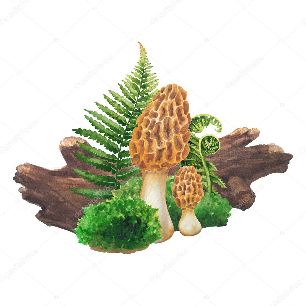 Realistic watercolor Yellow Morrel mushroom surrounded with a log, moss and fern leaves. Hand-painted design isolated on a white background