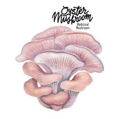 Gerçekçi suluboya istiridye mantarı. El yapımı tasarım beyaz bir arkaplanda izole edilmiş.