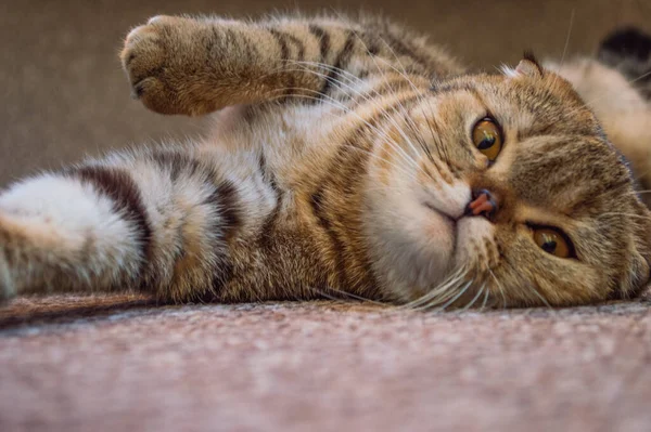 scottish fold cat kitten tabby wallow pet