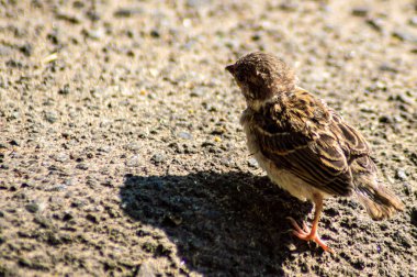 Şehir Parkı serçe. 