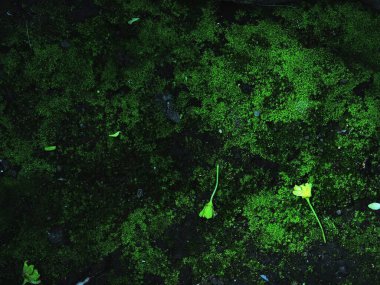 Ormanda yeşil çimenler 