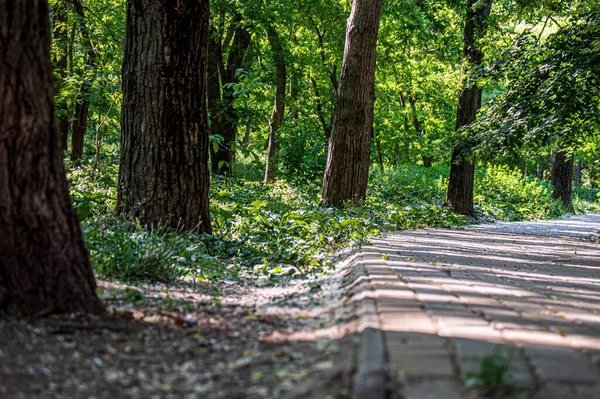 stock image Pedestrian path in the park paved with tiles