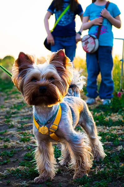 Parktaki güzel köpek teriyeri.