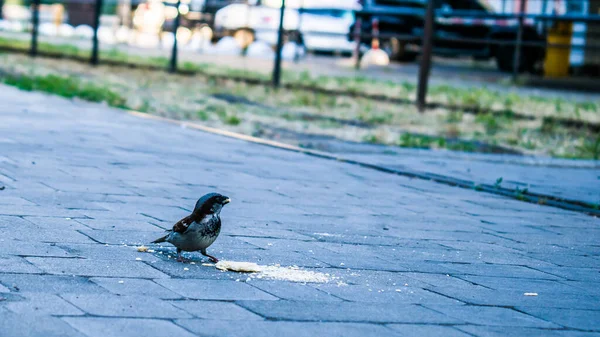 Sparrow Eats Pecks Cookie Crumbs Pavement — Stock Photo, Image