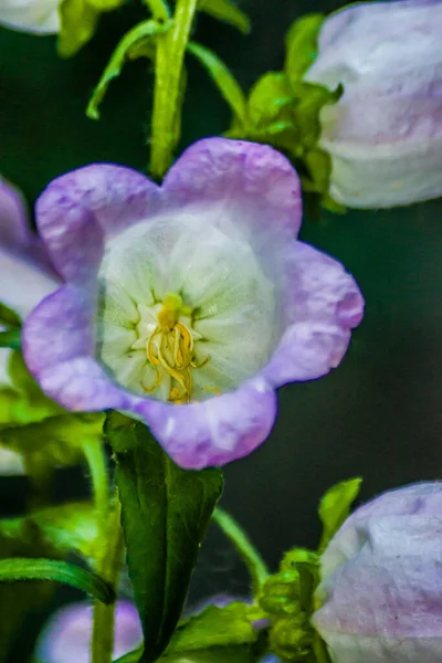 Piękny Kwiat Bluebell Ogrodzie — Zdjęcie stockowe