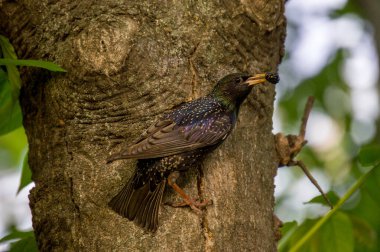 Yavruları oyukta hızla besleyen ormandaki bir ağaç kuşu. 